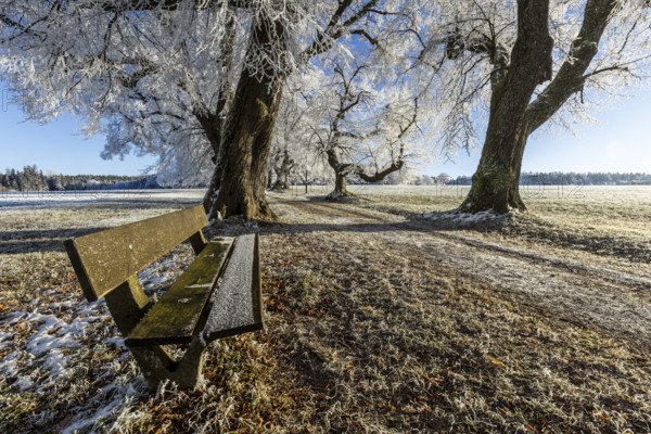 An icy park bench next to large trees covered with hoarfrost under a blue sky, Maria Schnee, Nassenbeuren, Unterallgäu, Bavaria, Germany, Europe