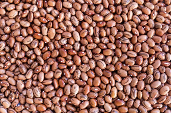 Beans of bean (beans). Background of many grains of dried beans. Brown beans texture. Food background. Close up. Bean background and textured. Background of brown bean.