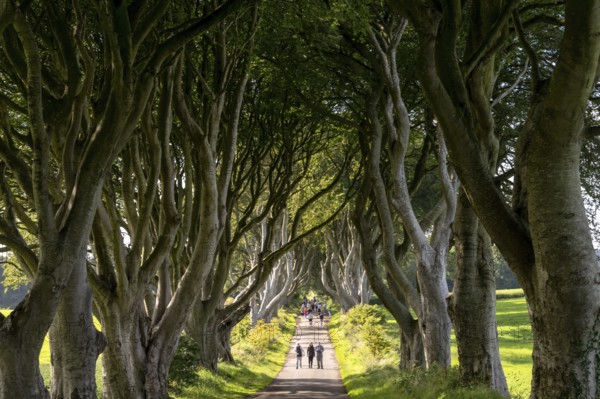 Armoy, United Kingdom, 7 July, 2022: tourists enjoy a visit to the famous The Dark Hedges in Northern Ireland, Europe