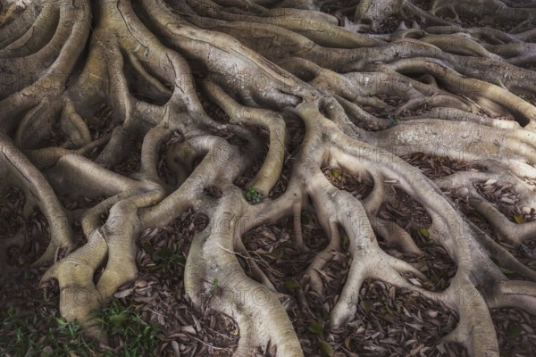 Old mystery roots in forest background
