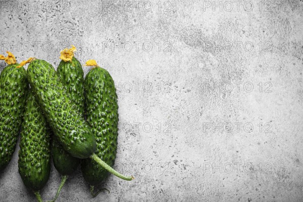 Fresh raw organic farmer cucumbers with leafs arranged on grey rustic stone background top view, healthy cucumbers in balanced nutrition and cooking concept, space for text, food photography, food photography