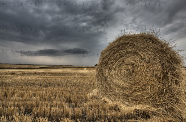 Prairie Scene Saskatchewan summer crop harvest Canada