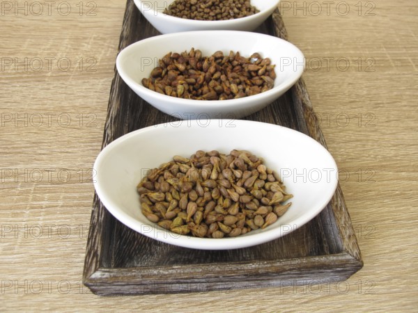 Dried grape seeds from red, blue and white grapes, Vitis viniferae semen