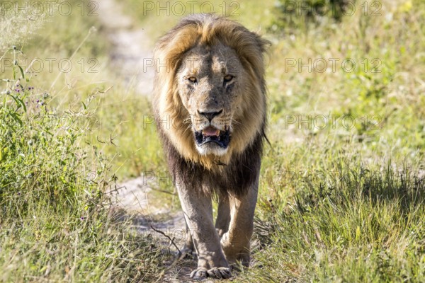 Big male Lion walking towards the camera in the Chobe National Park, Botswana, Africa