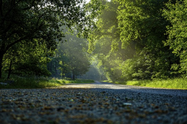 Shady forest path in the afternoon sun with green foliage and quiet atmosphere, forest on the edge of a moor in 49356 Diepholz, Niedersachsen, Germany, Europe