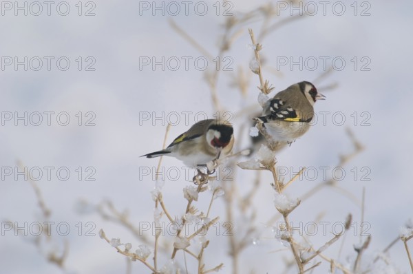 Goldfinch (Carduelis carduelis)