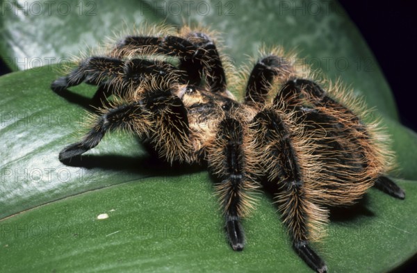 Honduras curly-haired tarantula (Brachypelma albopilosa)