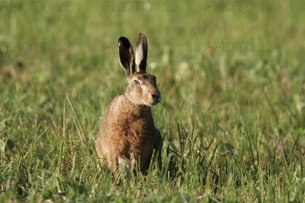 Rabbit, rabbit (Oryctolagus cuniculus)