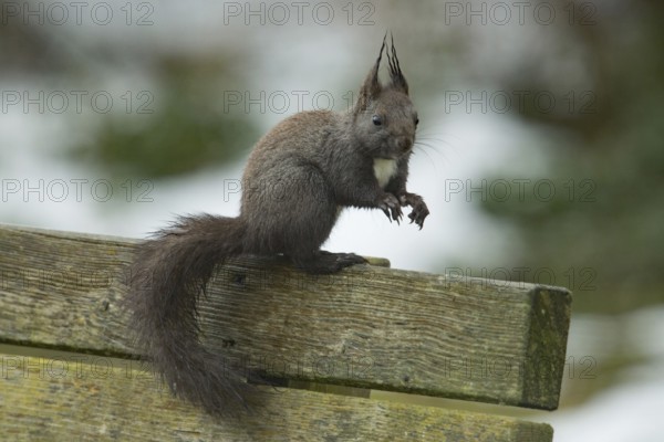 Squirrel (Sciurus vulgaris)