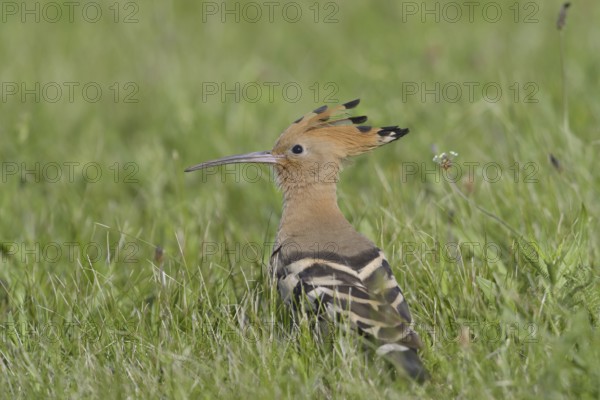 Hoopoe (Upupa epops)