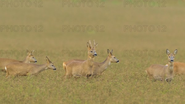 Roe deer (Capreolus capreolus)