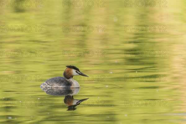 Great Crested Grebe (Podiceps cristatus)