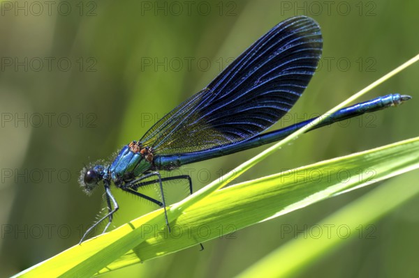 Banded demoiselle - Male (Calopteryx splendens)