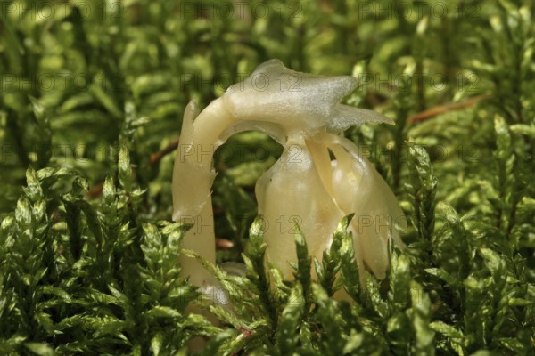 Spruce asparagus (Monotropa hypopitys)