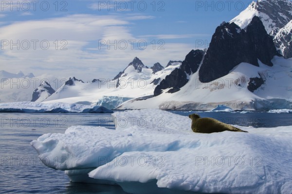 Crab-eating seal in the Antarctic (Lobodon carcinophaga)
