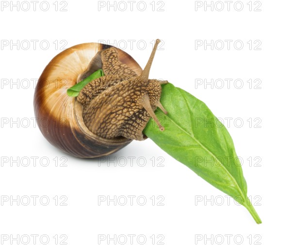 Snail and green leaf. White isolated studio shot