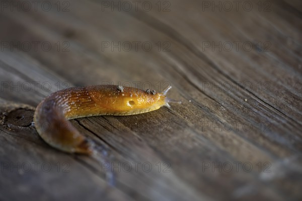 Slug, or land slug. Natural scene from Wisconsin