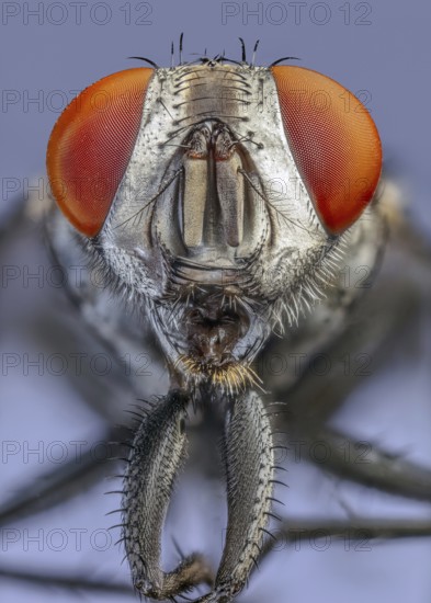 Flesh Fly (Sarcophaga spp.), red eyes