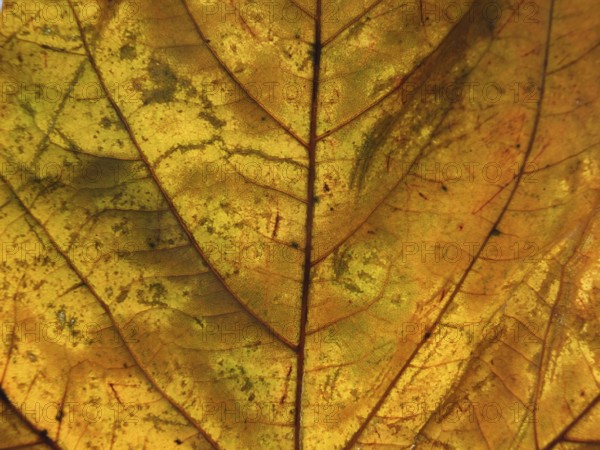 A full frame close up of an orange brown autumn leaf showing veins and cells