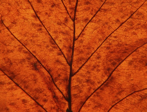 Full frame close up of an illuminated brown autumn leaf showing veins and cells