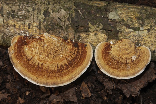 Thin walled maze polypore two fruiting bodies next to each other with ochre-brown corky tubes on tree trunk