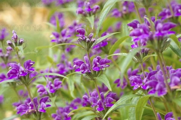 Wind-Brandkraut, Phlomis herba-venti, Phlomis herba-venti, a purple wildflower