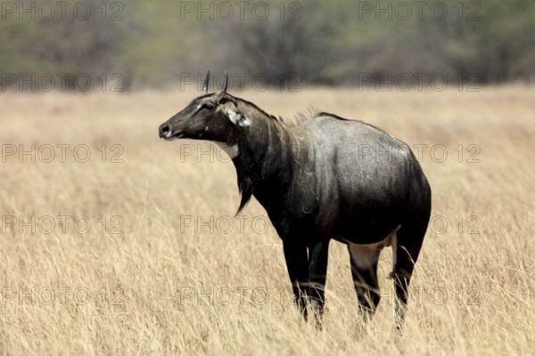 Blue bull, velavadar, Gujarat, India, Asia