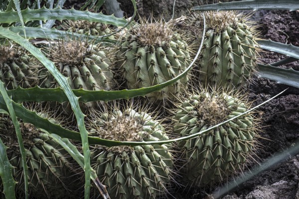 Cacti belonging to the genus Copiapoa and bromeliad leaves from the Atacama desert in northern Chile. Cacti belonging to the genus Copiapoa from the Atacama desert in northern Chile