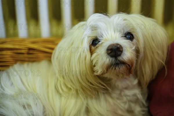 A white dog with a thick coat lies relaxed in a basket surrounded by red cushions, Maltese