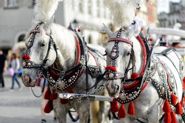 Horses with a carriage on the main square of Krakow in Poland