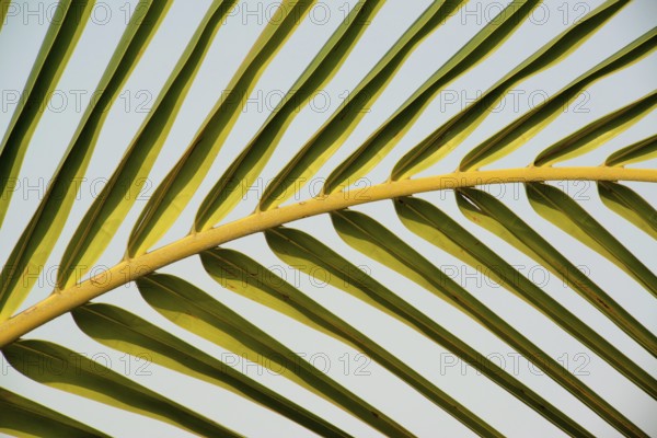 Palm tree frond at Agri, Pune, Maharashtra, India, Asia