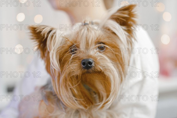 Yorkshire Terrier resting in a cozy environment