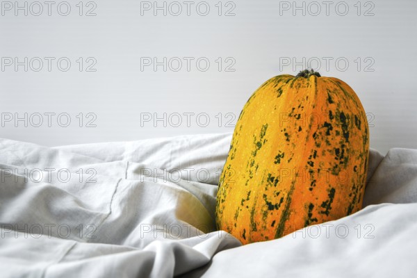 Pumpkin on white clothes background. Autumn harvest. Copy space. Autumn background