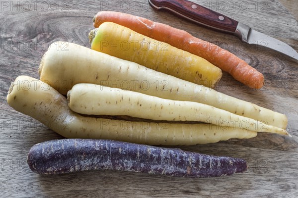 Carrot varieties