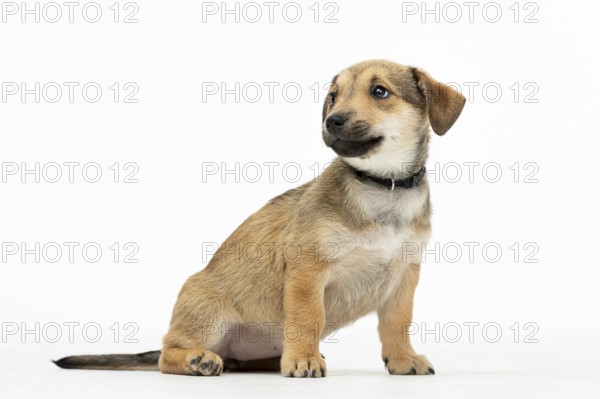 A cute and adorable puppy sitting calmly and peacefully on a soft white backdrop that showcases its playful personality