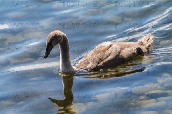 Mute swan (Cygnus olor), young bird, Allensbach, Lake Constance, Germany, Europe