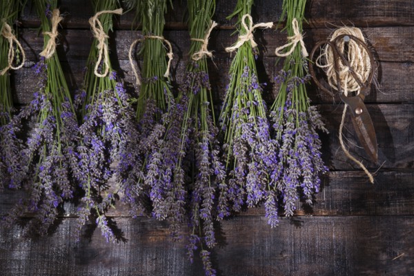 Small bunches of lavender flowers presented on dark wood background