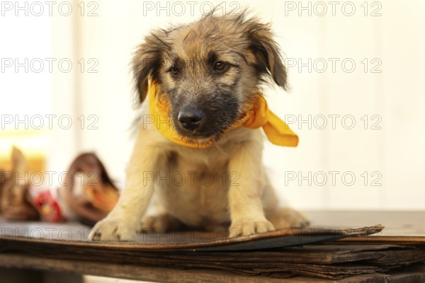 Fuzzy beige and brown puppy mutt dog in yellow scarf sitting