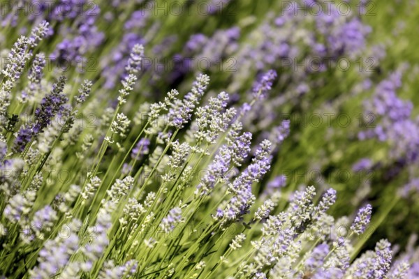 Lavender flower background with beautiful purple colors. Close-up
