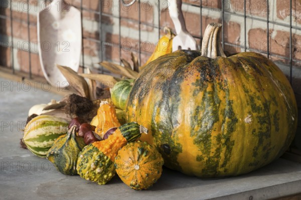 Large pumpkin and various small pumpkins on a table in front of a brick wall, borken, North Rhine-Westphalia, germany