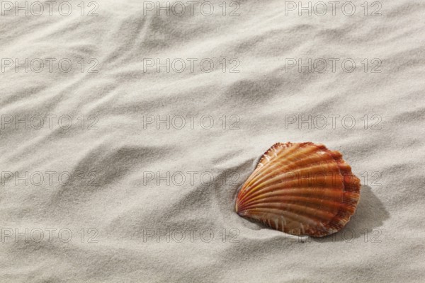 A shell lies in the sand of a sandy beach. Longing for fair and relaxation. Austria