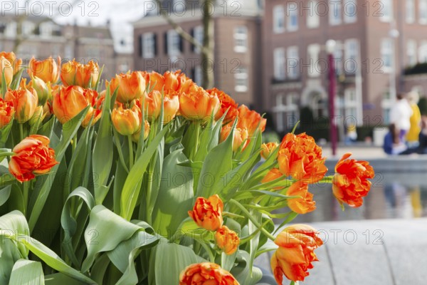Flowerbed with vibrant red and yellow tulips and defocused Amsterdam houses