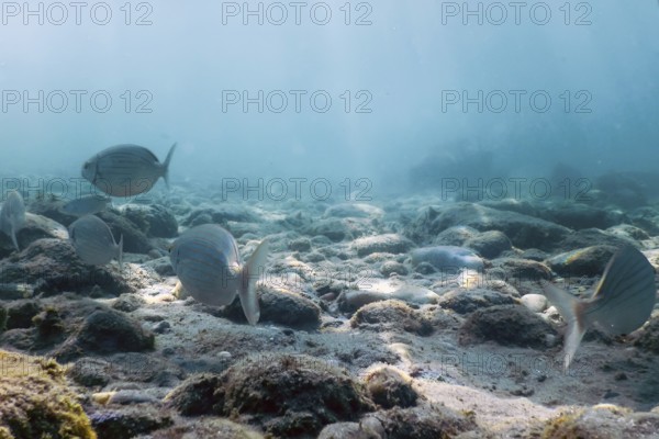 Underwater pebbles clear sea with swimming fishes