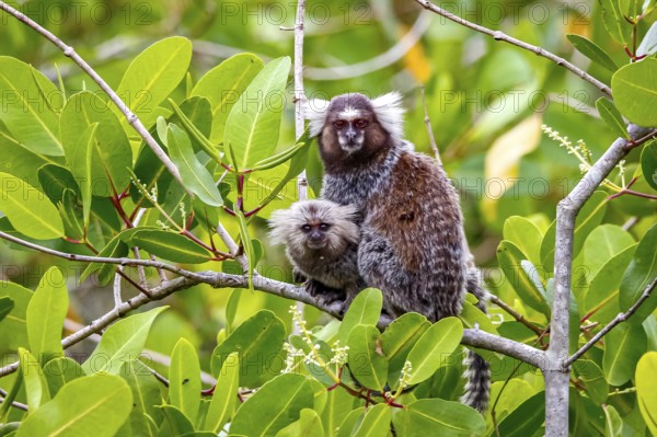 Common marmoset with cub sitting on a branch, facing camera, natural green background, Paraty, Brazil, South America
