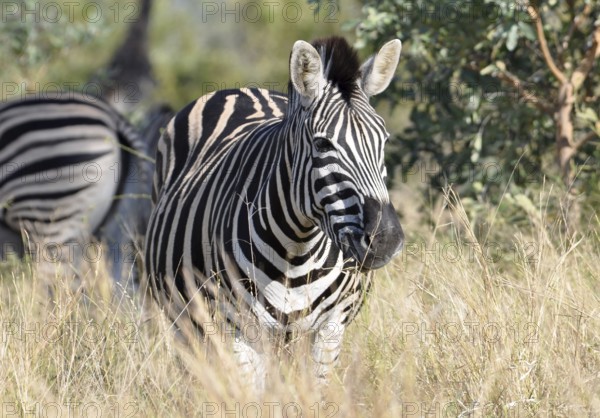 A Burchells Zebra (Equus quagga burchelli) in the Kruger Park, South Africa, Africa