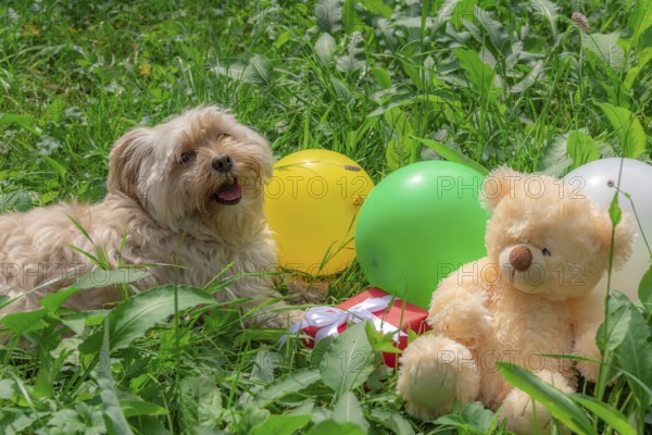 Birthday card idea with a cute Bichon Havanese dog laying on grass among colorful balloons, a red present and a teddy bear, on a sunny day of summer