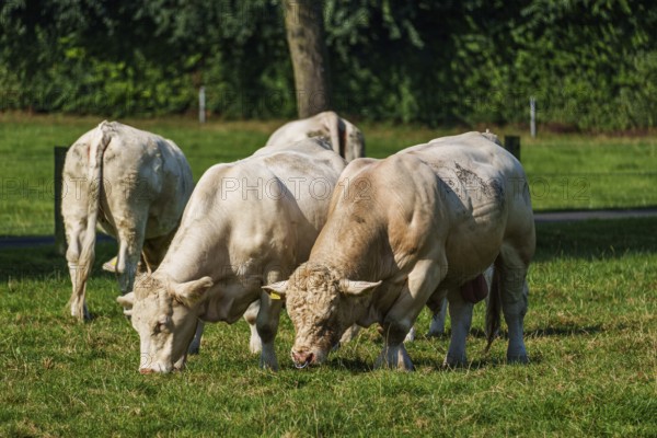 Group of cows grazing on a green meadow in a natural environment, Weseke, Münsterland, Germany, Europe