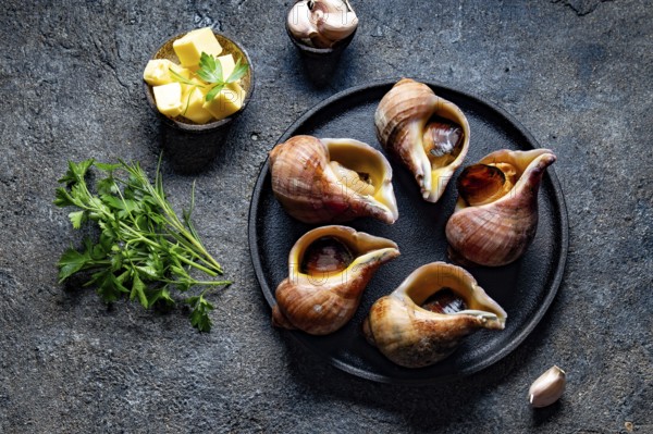 Food, Food, Raw ingredients giant ESCARGOT from Pacific ocean. Chilean big snails, butter, garlic and parsley