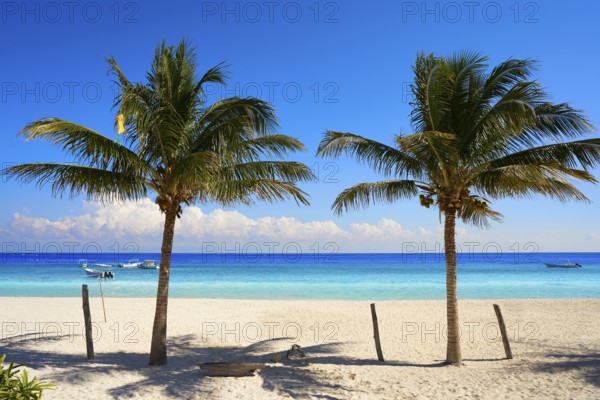 Puerto Morelos beach palm tree in Mayan Riviera Maya of Mexico