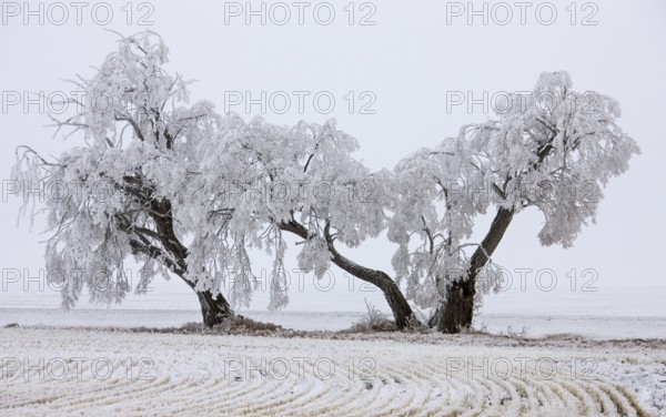 Winter Frost Saskatchewan Canada ice storm danger